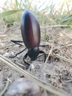 Eleodes longicollis thumbnail 2