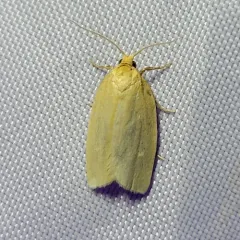 Pallid Leafroller Moth thumbnail 3