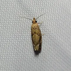 Derelict Pelochrista Moth thumbnail 4