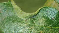 Californian Woolly Oak Aphid thumbnail 2