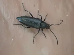 Pygoleptura nigrella thumbnail 2
