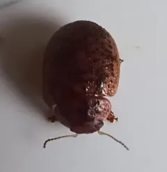 Australian Tortoise Beetle thumbnail 1