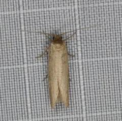 Holcocera immaculella thumbnail 3