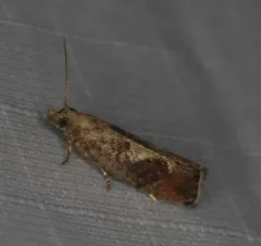 Epinotia medioplagata thumbnail 4