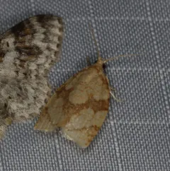 Shimmering Gold Adoxophyes Moth thumbnail 4