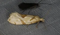 Razowski's Aethes Moth thumbnail 4
