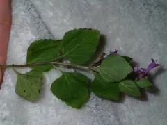 Wood Calamint thumbnail 3