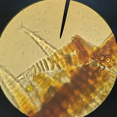 Saltmarsh Bryum