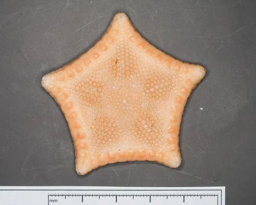 Ceramaster granularis