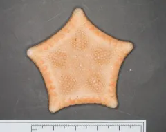 Ceramaster granularis thumbnail 1