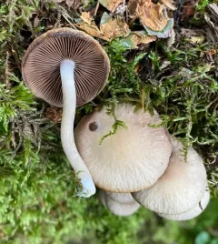 Common Stump Brittlestem thumbnail 2