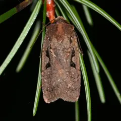 Parabagrotis insularis thumbnail 2
