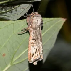 American Brindle Moth thumbnail 4
