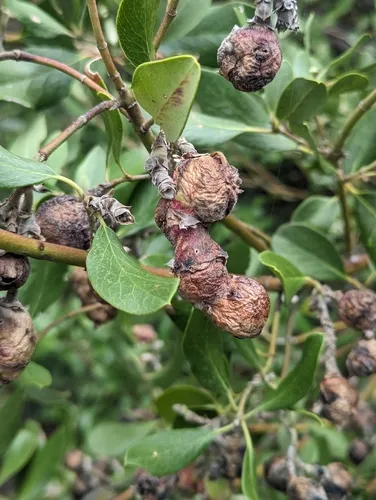 Silktassel Flower Gall Midge