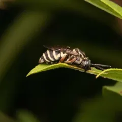 Goldenrod Longhorn-Cuckoo Bee thumbnail 3