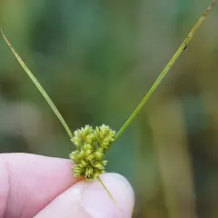 Short-point Flatsedge thumbnail 4