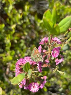 Hessel's Hairstreak thumbnail 3