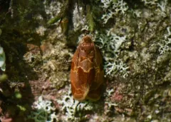 Clepsis listerana thumbnail 3