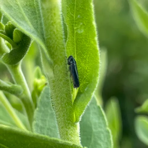 Neokolla hieroglyphica