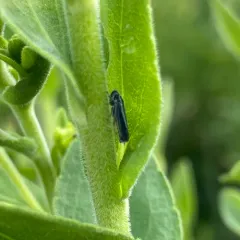 Neokolla hieroglyphica thumbnail 1