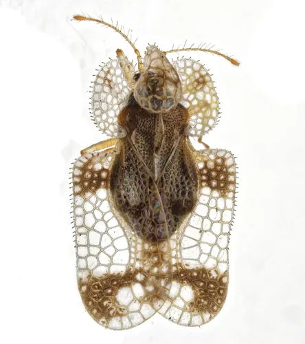 Walnut Lace Bug