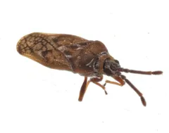 Fringetree Lace Bug thumbnail 1