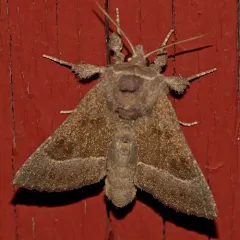 Stalk Borer Moth thumbnail 3