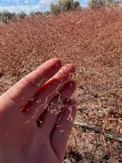 Prickly Threadbush thumbnail 2
