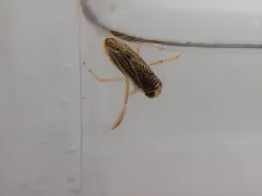 Sigara trilineata thumbnail 4