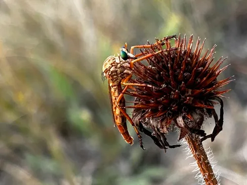 Prairie Robber Fly