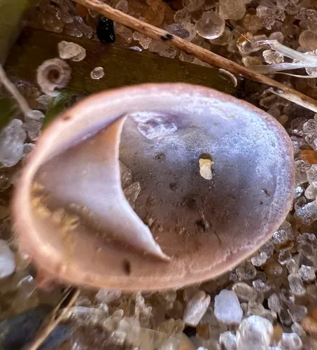 Convex Slippersnail