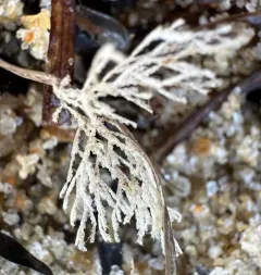 Unexpected Bryozoan thumbnail 1