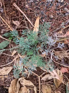 Erysiphe eschscholziae thumbnail 2