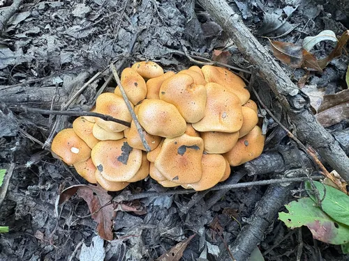Pholiota prolixa