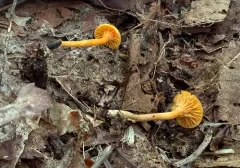 Cuphophyllus aurantius thumbnail 2
