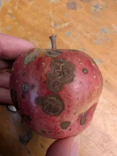 Apple Scab thumbnail 4