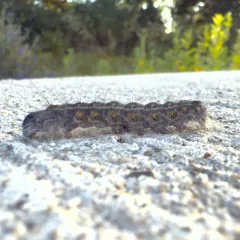 Greater Oak Dagger thumbnail 3