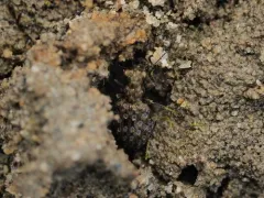 California Marsh and Bog Beetle thumbnail 1