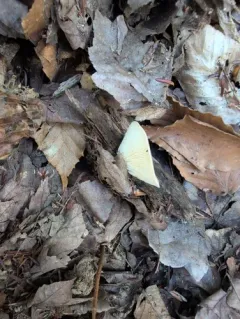 Clitocybe subclavipes thumbnail 2