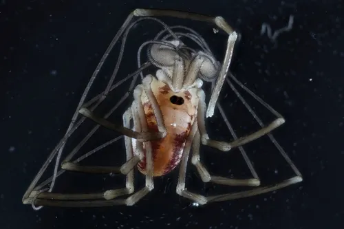 Sabacon occidentalis