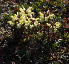 Northern Lousewort thumbnail 4