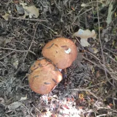 Butterball thumbnail 4