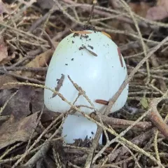 Amanita amerivirosa thumbnail 2