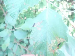 Alder Leaf Beetle thumbnail 2