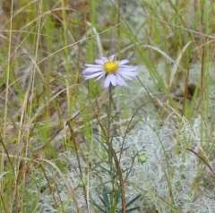 Flax-leaved Aster thumbnail 4