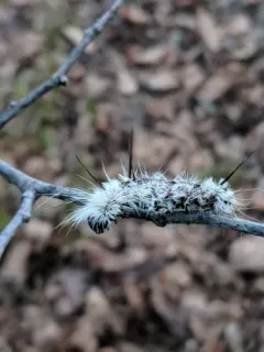 Stigmata Mummy Wasp thumbnail 4