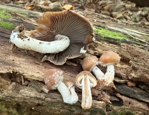 Psathyrella jilinensis