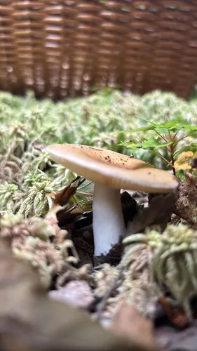 Russula lateritia