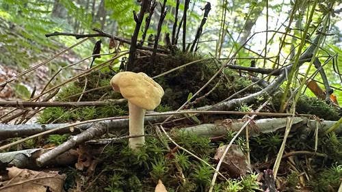Hydnum subconnatum