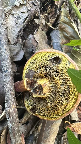 Xerocomellus fennicus